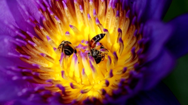 蜜蜂试图阻止花蜜花粉远离睡莲视频下载