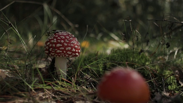 在秋天森林里的鹅耳菌(蝇木耳)蘑菇。晴朗晴朗的秋天天气。画面里有两个蘑菇，一个在焦距里。你可以清楚地看到蘑菇头上的死苍蝇，就是聚焦的那个。视频下载