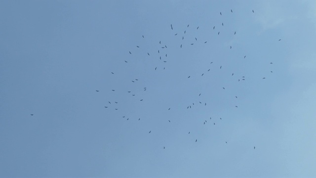 天空中有一群鸟视频素材