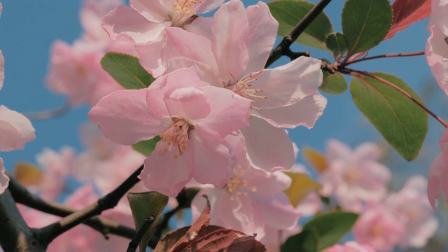 特写慢镜头拍摄的春天桃花在风中摇曳，蓝色的天空为背景。美丽的粉红色盛开的桃树。视频素材