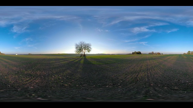 360 VR /孤独的酸橙树在日落现场视频下载