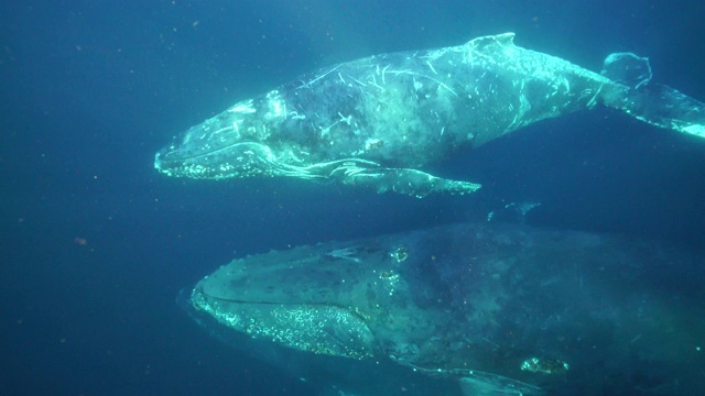 四头座头鲸在南非东海岸向北迁移到温暖的莫桑比克水域期间游过镜头。视频素材