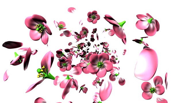 白色背景上的粉红色花朵视频下载