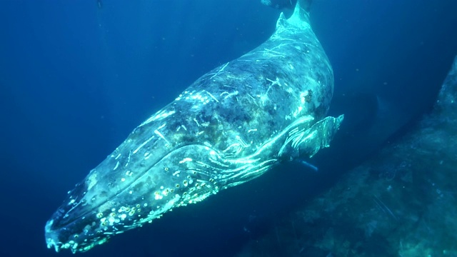 四头座头鲸在南非东海岸向北迁移到温暖的莫桑比克水域期间游过镜头。视频素材