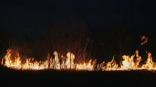 森林夜间起火，近距离燃烧的灌木丛，干燥的草丛视频素材