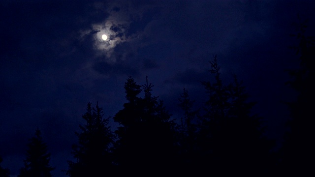 月亮在云杉上闪烁视频素材