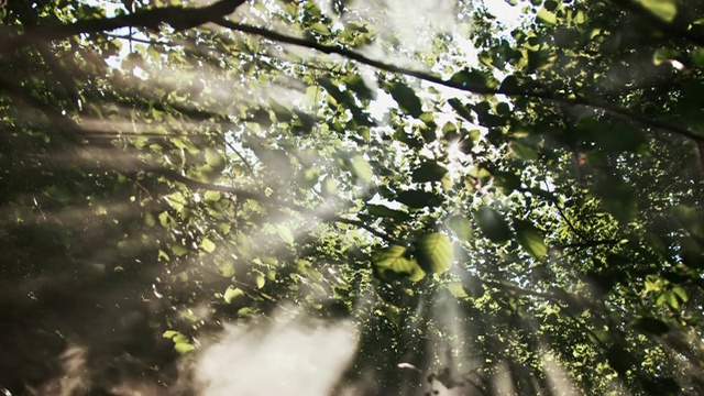 阳光透过森林中的树木视频下载