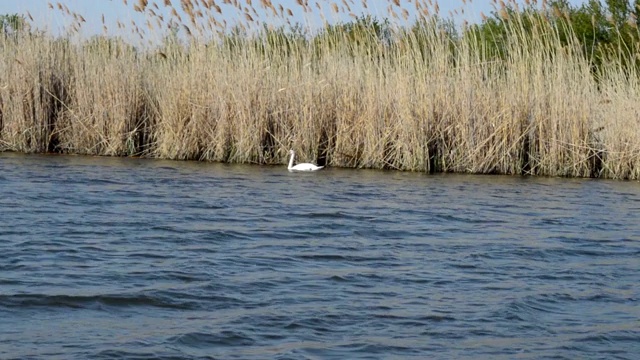 自然保护区湖上的天鹅视频素材