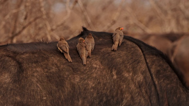 水牛背上的红嘴牛椋鸟视频素材