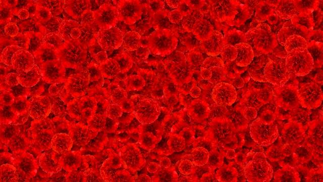 美丽生长的鲜花红色康乃馨覆盖屏幕。盛开的花动画与阿尔法Matte。用于转换。春天的自然与新生活理念。视频素材