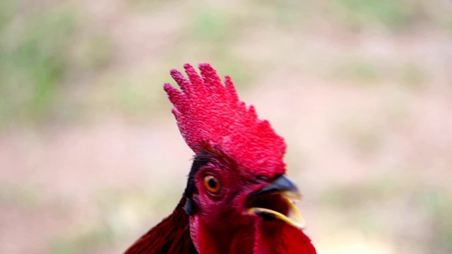 特写镜头，鸡是食物视频素材