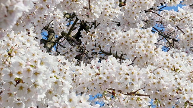 樱花盛开的季节花见视频下载