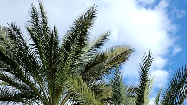 棕榈树的枝干映衬着天空。视频素材