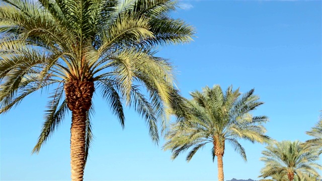棕榈树的枝干映衬着天空。视频素材