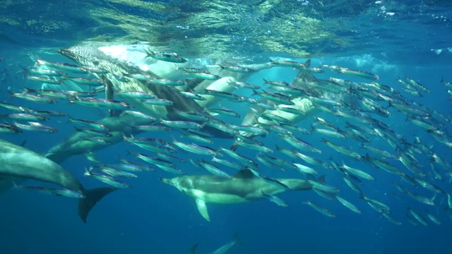 在南非的野生海岸，一群普通的海豚在吃一个沙丁鱼诱饵球。视频素材
