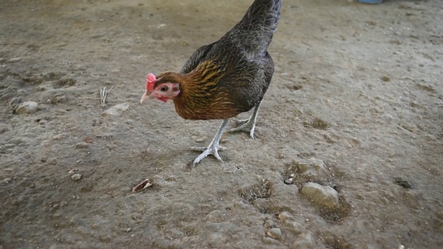 农场的矮脚鸡视频素材