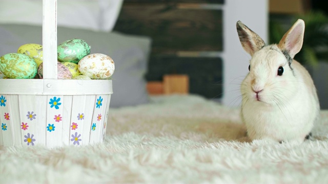 复活节兔子视频下载