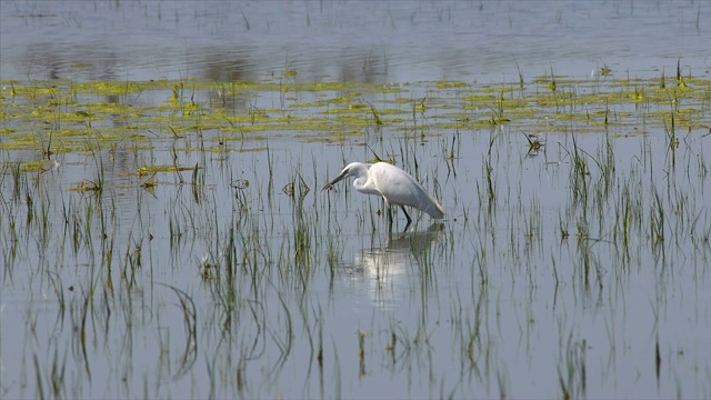 阳光明媚的日子里，小白鹭在湿地上觅食昆虫视频素材
