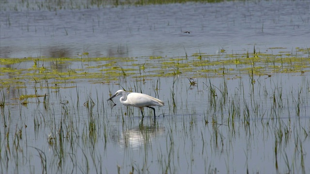 阳光明媚的日子里，小白鹭在湿地上觅食昆虫视频素材