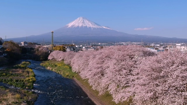 日本静冈县的富士山和樱花景观。视频下载