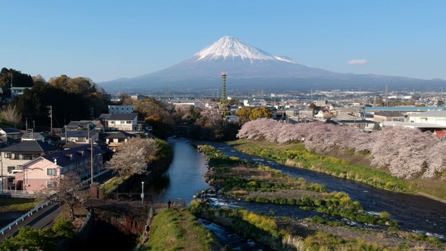 日本静冈县的富士山和樱花景观。视频下载