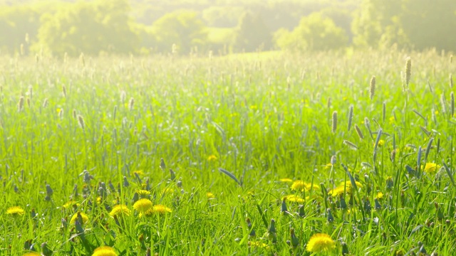 初夏的印象-美丽的草地-摄影机的镜头视频素材