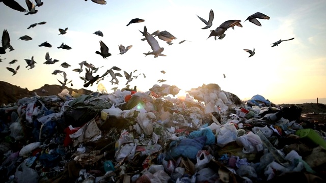 城市垃圾在垃圾填埋场，到处都是鸟视频素材