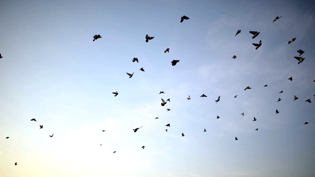 蓝天上飞鸟的剪影视频素材
