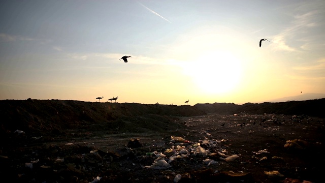 城市垃圾在垃圾填埋场，到处都是鸟视频素材