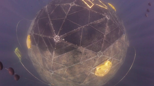 水足类渔场水下，广角镜头视频下载