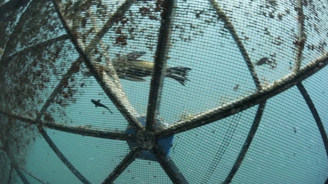 海豹沿着水足鱼农场的外部游动视频下载