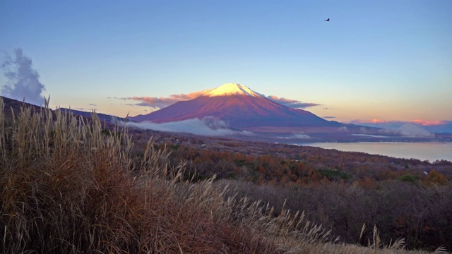 美丽的富士山与枫树在秋天的日本视频下载