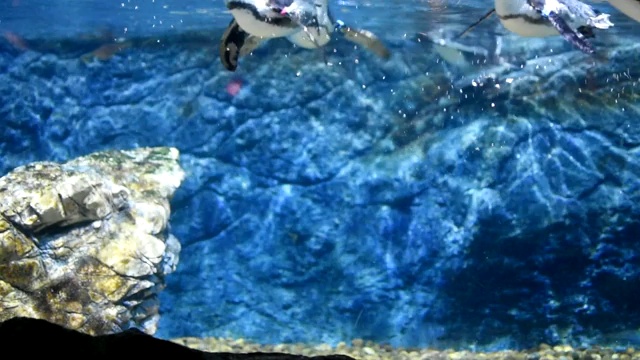企鹅游泳水下视频素材