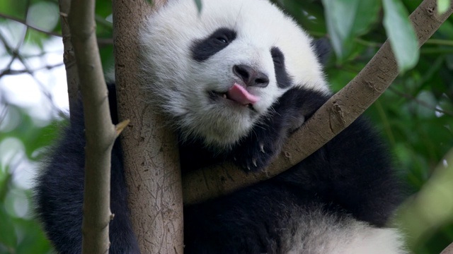树上可爱的熊猫宝宝视频素材