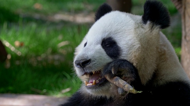 大熊猫吃竹子视频素材