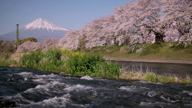 日本富士山春景视频下载
