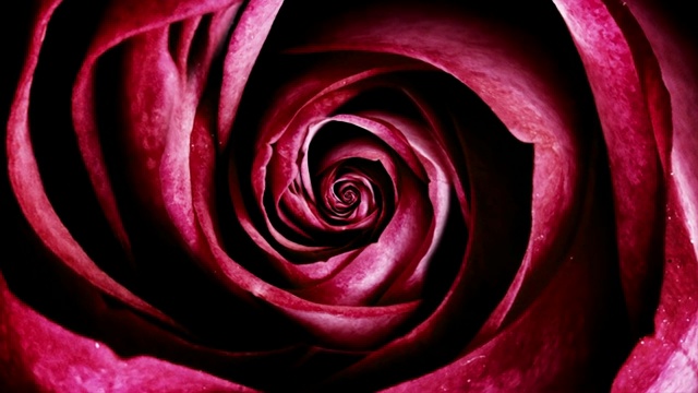 红色玫瑰周期性移动的特写。美丽的动画视频下载