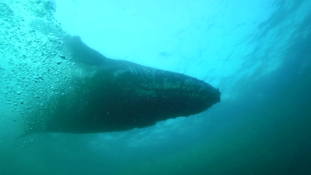 一只好奇的座头鲸在南非野生海岸的沙丁鱼之旅中前来观看观看沙丁鱼诱饵球的潜水员。视频素材