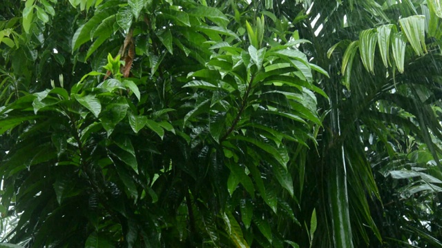 雨水落在绿叶上视频素材