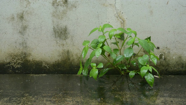 雨水落在生长的小树上。视频素材