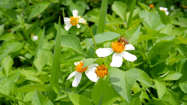 一只小蜜蜂正准备闻到白草花的花粉。视频素材