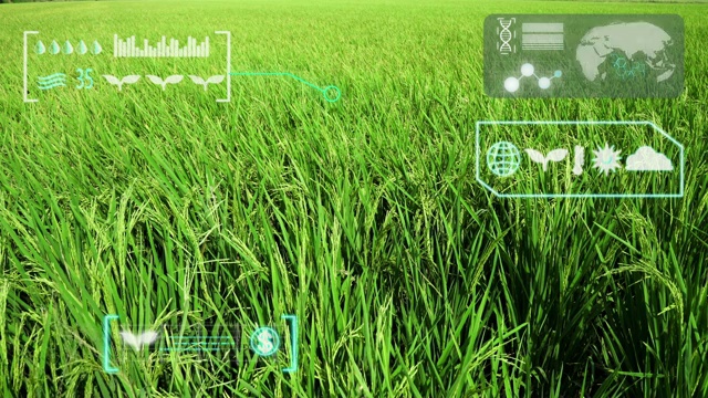 绿色水稻有机智能农场视频下载