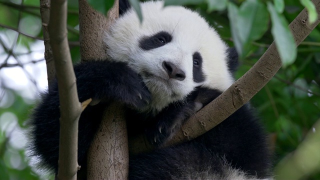 树上可爱的熊猫宝宝。4 k, UHD视频素材