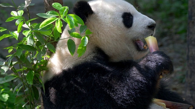 大熊猫吃竹子。4 k, UHD视频素材