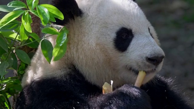大熊猫吃竹子。成都,中国。视频素材