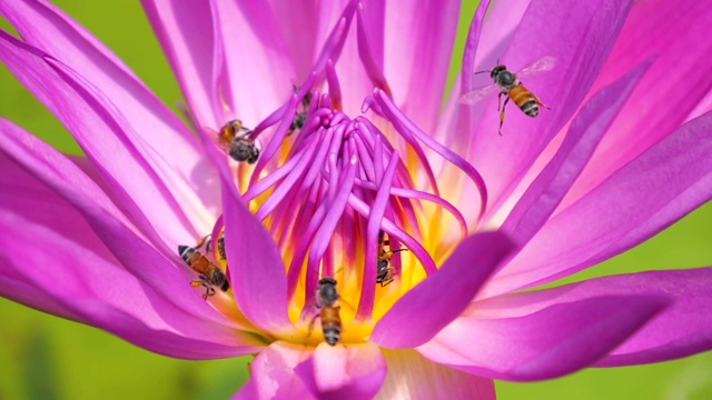 蜜蜂在荷花中的慢动作视频素材
