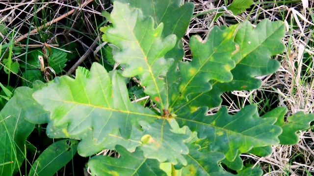 在自然环境中有绿叶的小橡树。视频下载