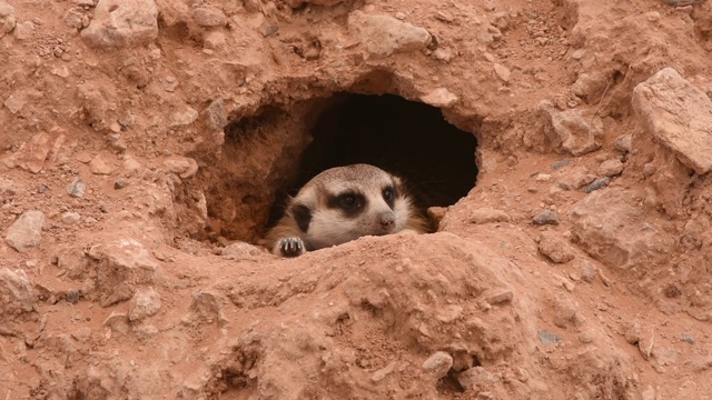 一只猫鼬在沙漠中的一个洞外窥视，四处寻找保护自己和躲避非洲的太阳(Suricata suricatta)。视频素材
