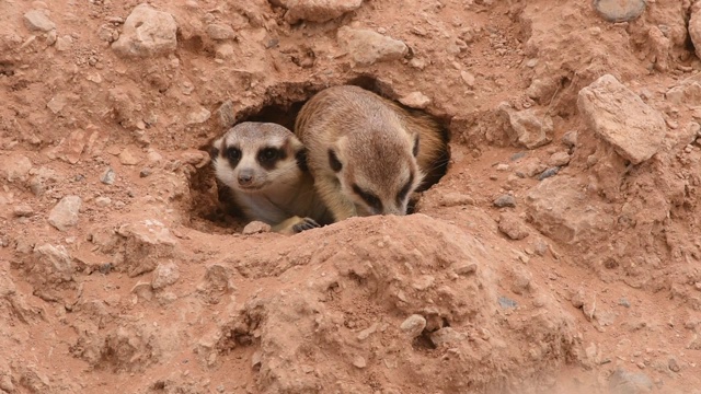 一对狐獴在沙漠的一个洞外偷看，在那里玩耍和躲避非洲的太阳(Suricata suricatta)。视频素材