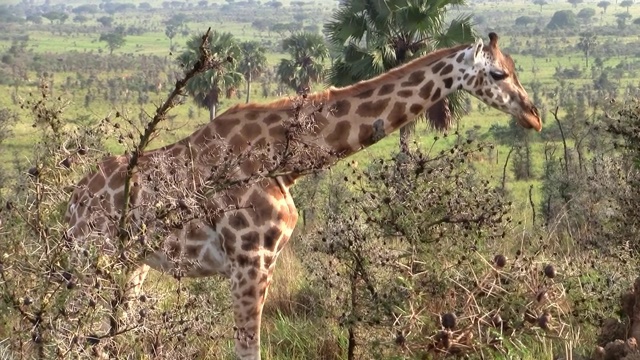 在灌木丛里吃草的长颈鹿视频下载